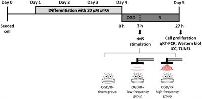 The Differential Effects of Repetitive Magnetic Stimulation in an In Vitro Neuronal Model of Ischemia/Reperfusion Injury